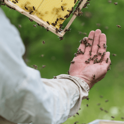 Miód wielokwiatowy – król wśród miodów! Jak wybrać najlepszy?